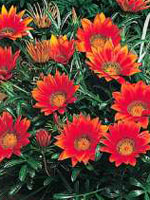 Gazanija Mudubudu Lt