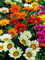 Gazanija Mudubudu Lt
